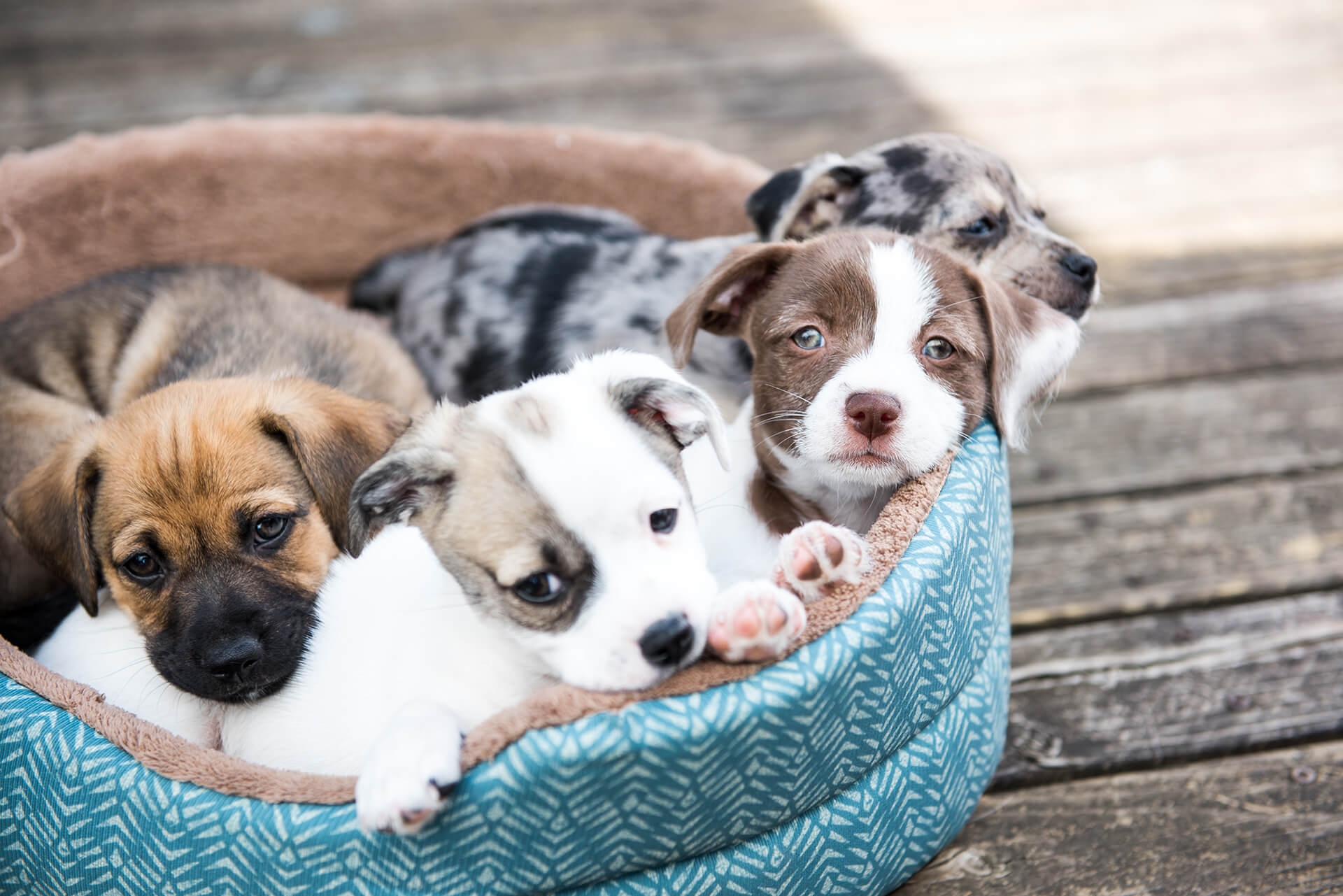 Veterinarian in Chillicothe, OH